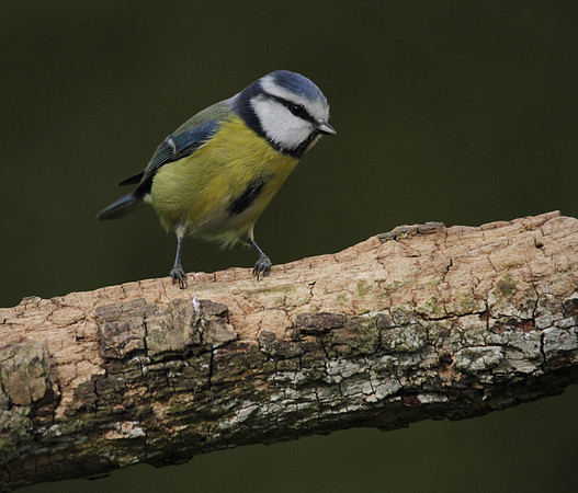 Blue Tit