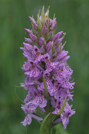 Early Marsh Orchid