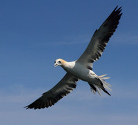 Gannet preparing to dive