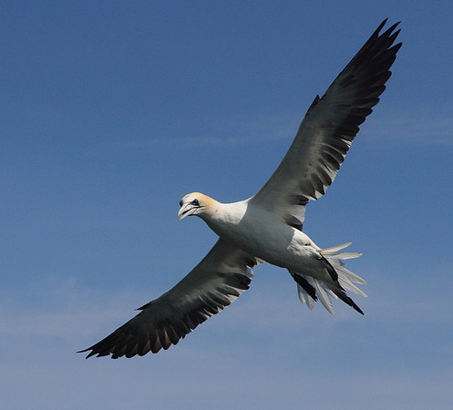 Gannet preparing to dive