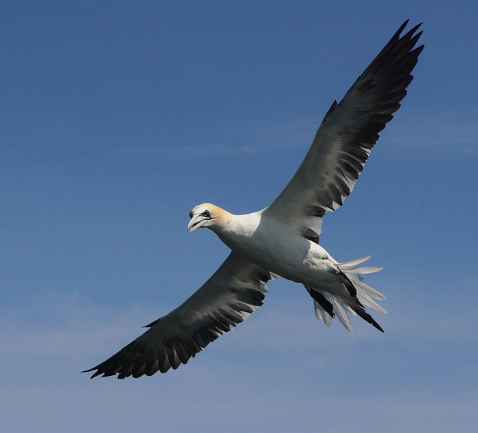 Gannet preparing to dive