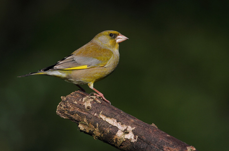 Male Greenfinch