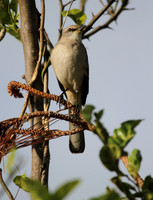 Northern Mocking Bird