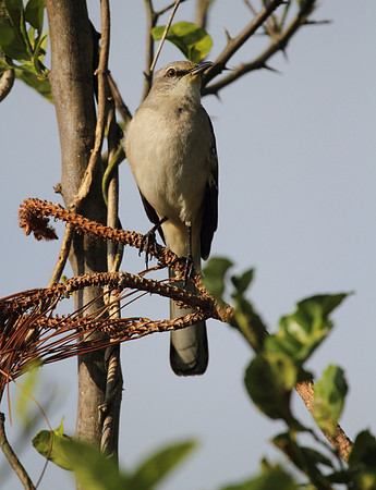 Northern Mocking Bird