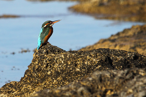 Female Kingfisher