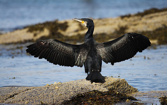 Cormorant