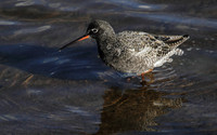 Spotted Redshank