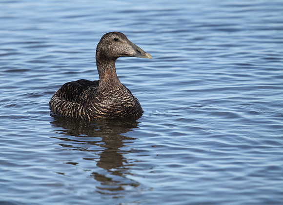 Female Eider