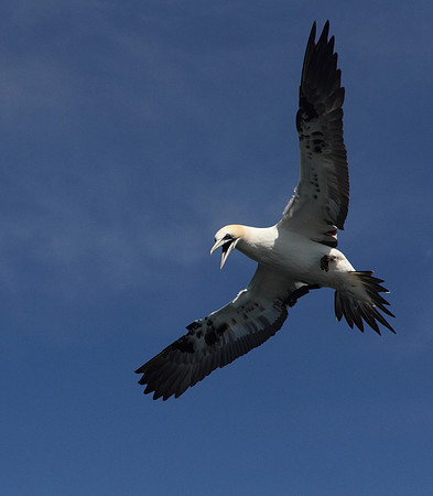 Gannet preparing to dive