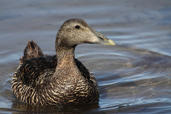 Female Eider