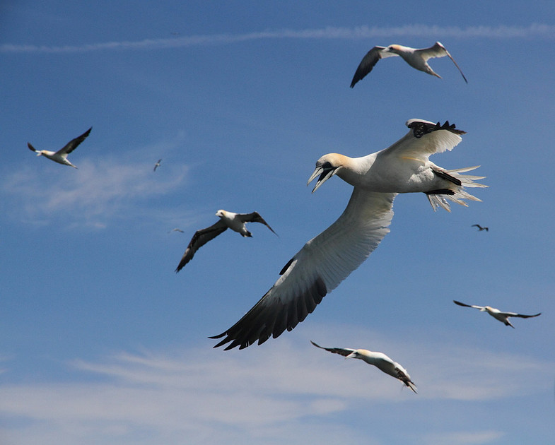 Gannet preparing to dive