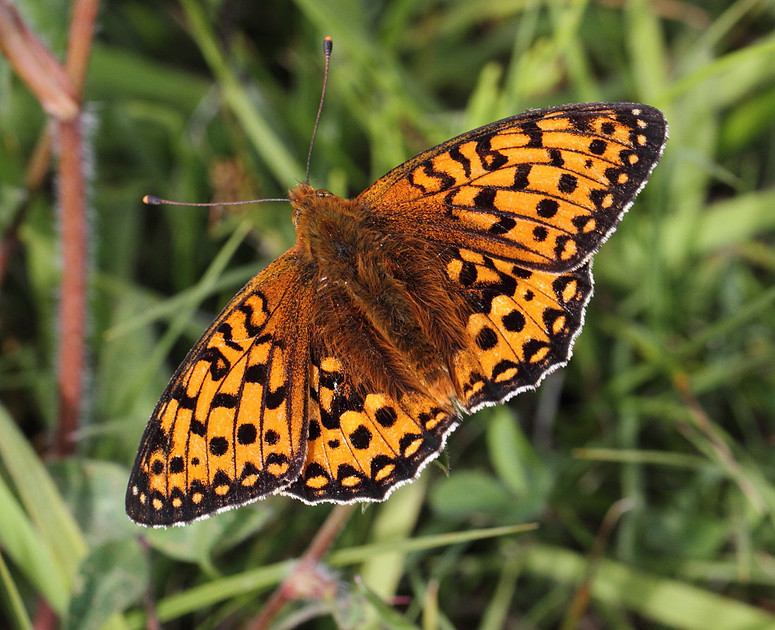 Dark Green Fritillary