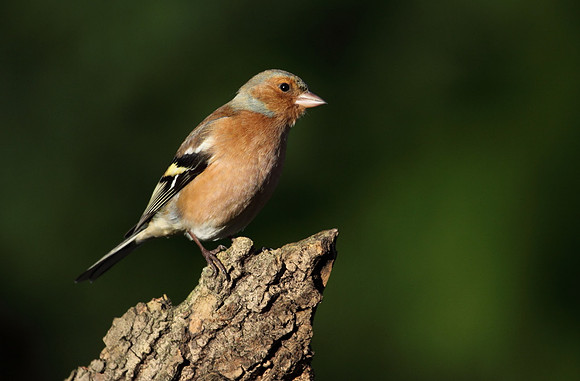 Male Chaffinch