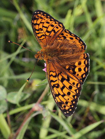 Dark Green Fritillary