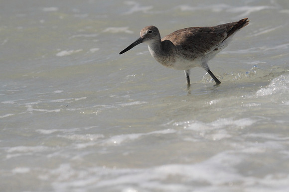 Willet