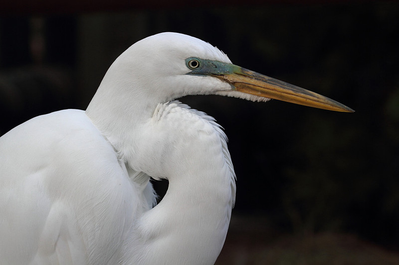 Great Egret