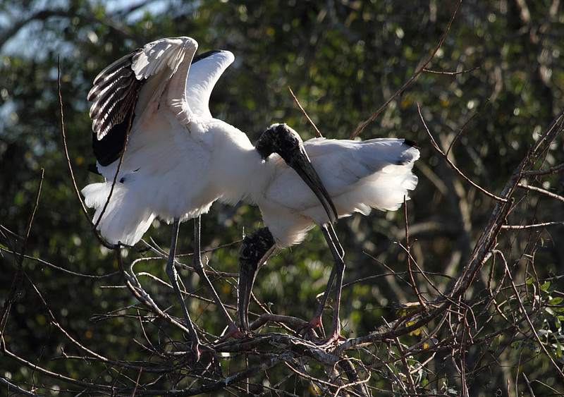 Wood Storks