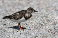 Ruddy Turnstone