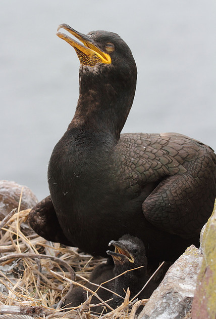 Shag with chick