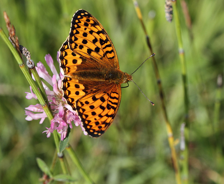 Dark Green Fritillary