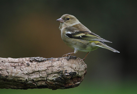 Female Chaffinch