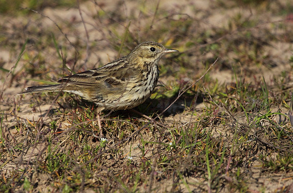 Meadow Pipit