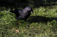Jackdaw