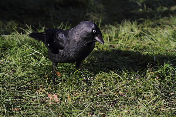 Jackdaw