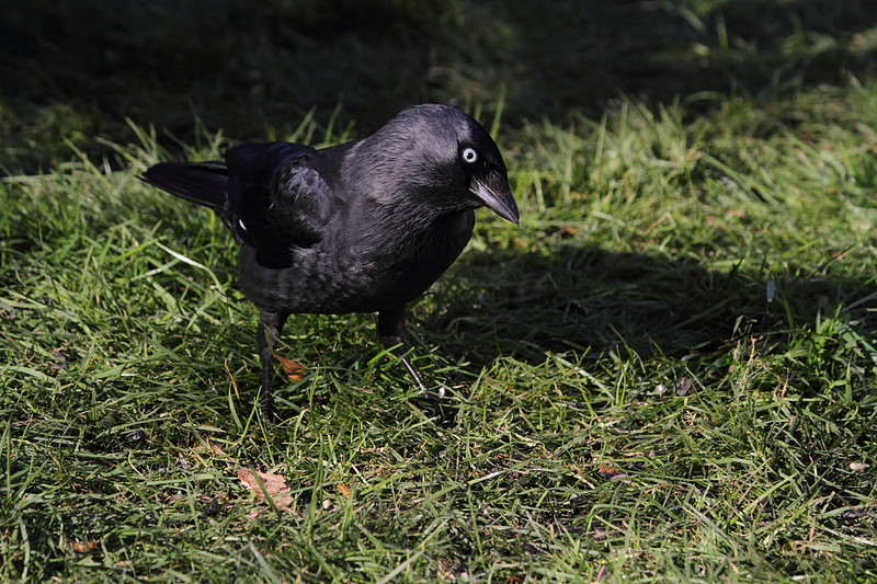 Jackdaw
