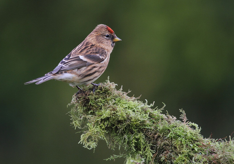 Redpoll