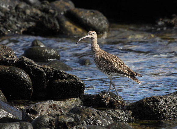 Whimbrel