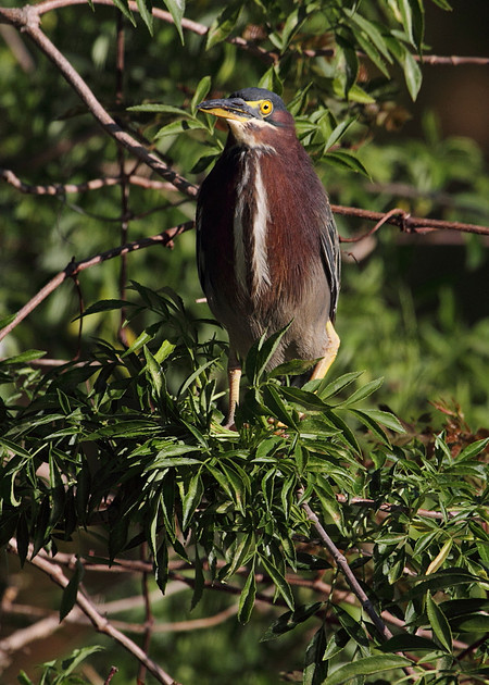 Green Heron