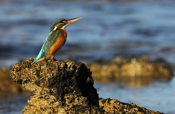 Female Kingfisher
