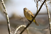 Palm Warbler