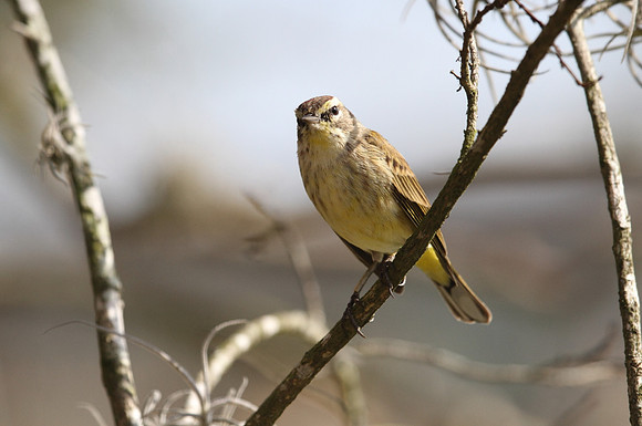 Palm Warbler