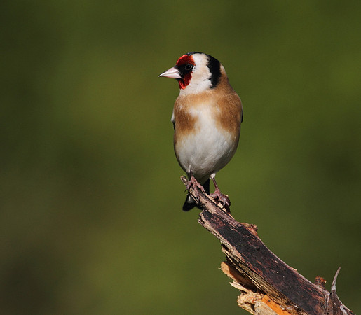 Goldfinch