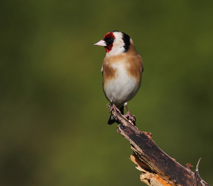Goldfinch