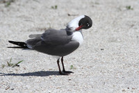 Laughing Gull