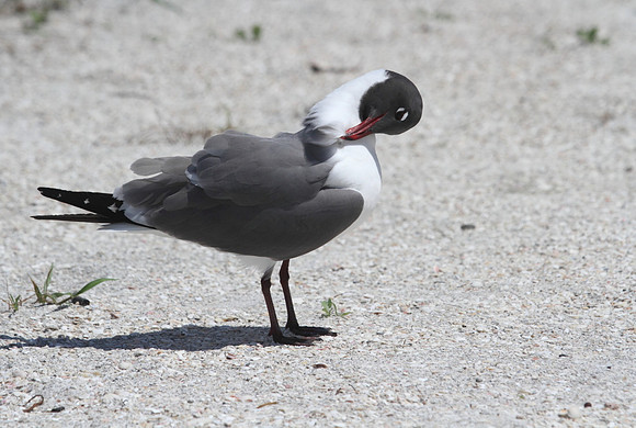 Laughing Gull