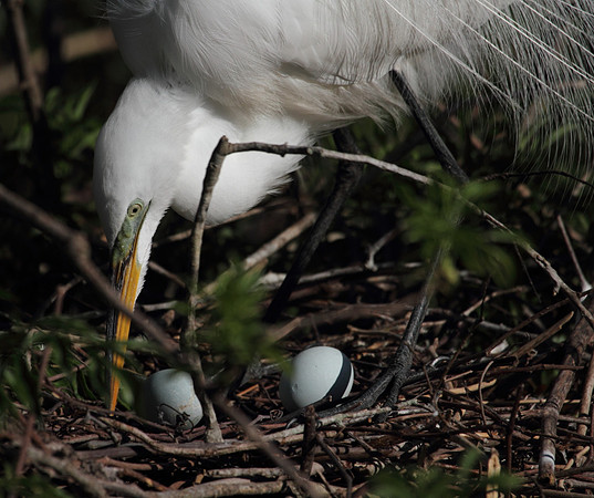 Great Egret