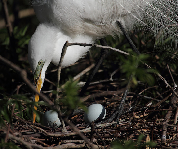Great Egret