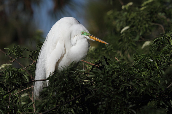 Great Egret
