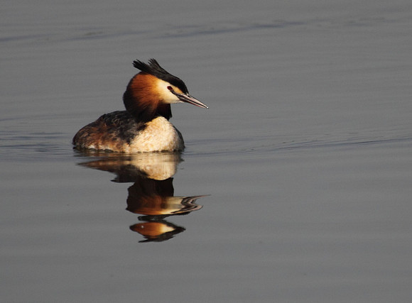 Great Crested Grebe