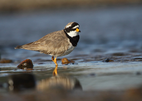 Ringed Plover