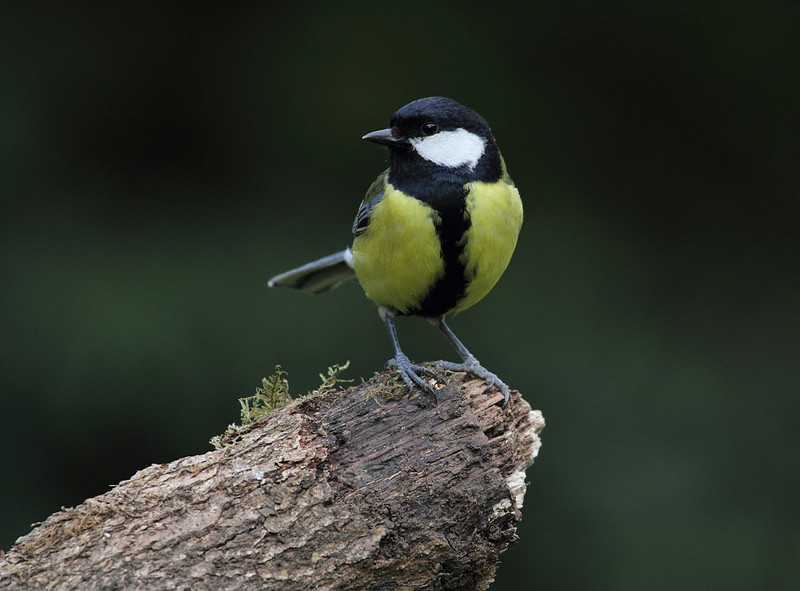Great Tit