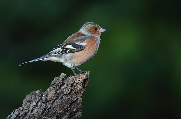 Male Chaffinch