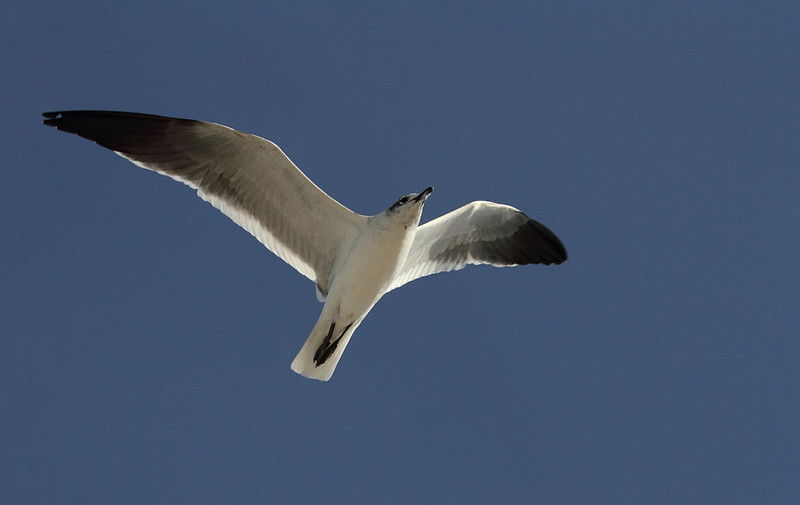 Laughing Gull
