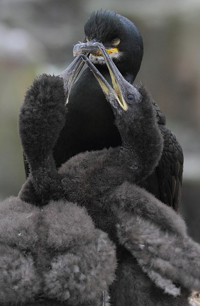 Shag with chicks