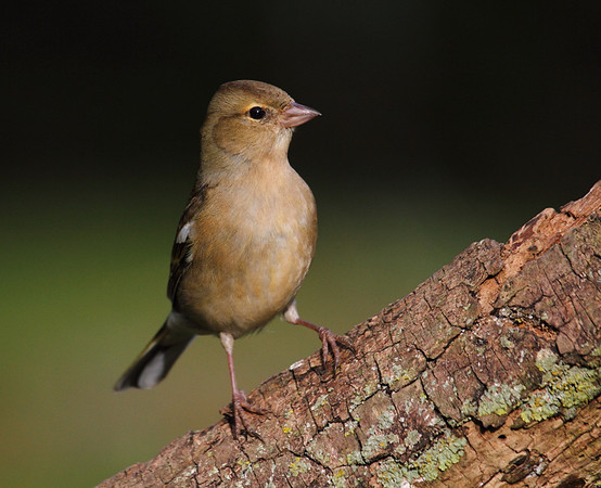 Female Chaffinch