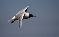 Black Headed Gull in Flight